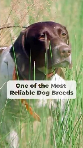 One of the Most Reliable Dog Breeds #dogbreed