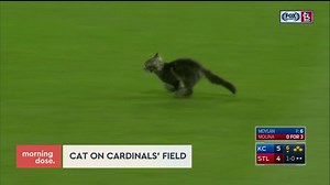 Last night, a cat charged the field at the St. Louis Cardinals' stadium. Me-WOW. 😹 | Dose