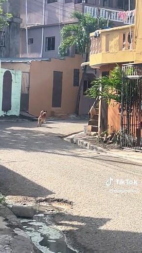 Vídeo de El perro humano (@dogmenrd) relacionado con «dog acting like human»