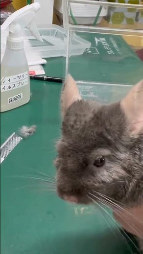④Preventive measures for chinchilla Mokona, anti-parasitic drug Selamectin drops, treats, Laxatone