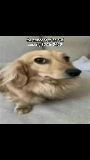 now its like 200 | #fyp #foryoupage #viral #blowup #robloxadoptme | adopt me