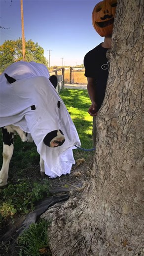 45K views · 903 reactions | Trying the ghost trend with Bruce! #cow #brucethecow #farm #cow #horse #cow #farm #animals #horsetok #barnfind #laugh #funny #love #memes #fun #comedy #lol #meme #funnymemes #smile #live #jokes #instagood #humor #follow #memesdaily #dankmemes #happy #funnyvideos #laughing #lmao #life #instagram #like #Amazing #reelsfypシ #reelsfb #life #farmlife #farm #norway #countrylife #småbruk #homestead | Bruce The Cow | Facebook