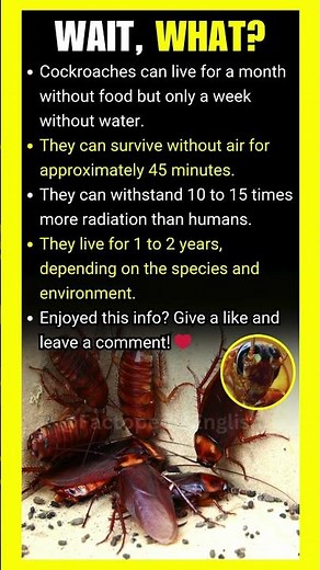 For how long can cockroaches survive without air?