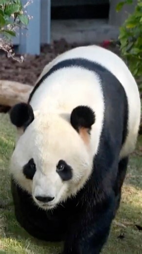 Five new giant pandas made their public debut at Fuzhou Panda World in Fujian Province on Saturday, as the park reopened following a major renovation. The five pandas from the Chengdu Research Base of Giant Panda Breeding serve as a bridge for scientific exchange and public education on giant panda conservation between the two cities. #ChinaTravel #BetterLife #SpringFestival2026 #YearOfHorse #Panda #EcoCivilization | China Plus Culture
