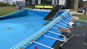 300K views · 1.5K reactions | Batty boot camp - puppy version | K9 Splash Zone | Facebook