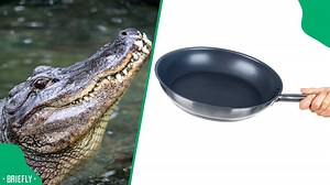 "That's not how you cook gator": Man fights alligator with kitchen utensil