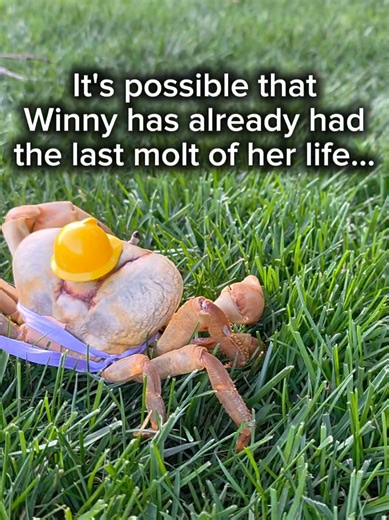 Winny the Crab's Golden Years & Shell Health Update