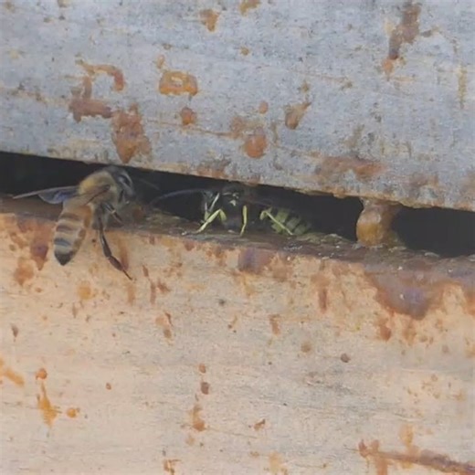 24 reactions · 14 comments | Yellow Jackets: A Sign of Weakness? 95%...