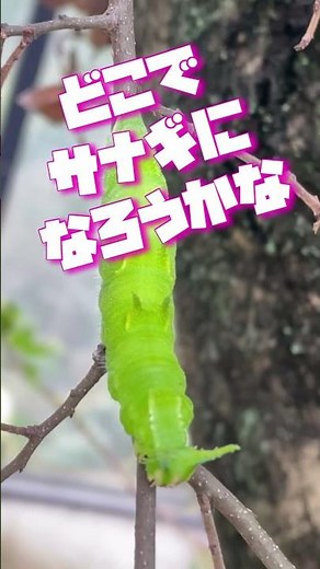 光るオオムラサキ幼虫がヤバすぎる？！ #shorts