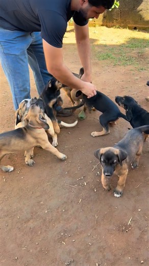 Recomendações para os adotantes dos ThunderDogs - parte 2 🐕🐾 Se você ainda não viu a parte 1, assista pra saber de todas nossas dicas 💖 É isso! No mais, eles não precisam de perfeição, mas sim amor, respeito, educação, carinho e presença! ❤️ —————————— Vote em mim para o Prêmio iBest categoria Pets 🐕 Nos ajude a realizar esse sonho 🙏 O link para votar está na minha bio ❤️ Só clicar lá, é super rápido e facinho! 🥹 Caso queira apoiar a Maternidade William James, usando nossos cupons de desco