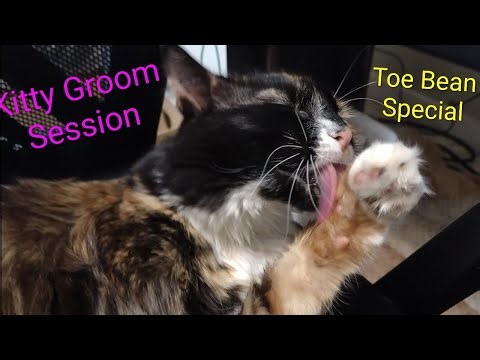 [Kitty] Mei Mei's Groom Session Ft. Toe Beans