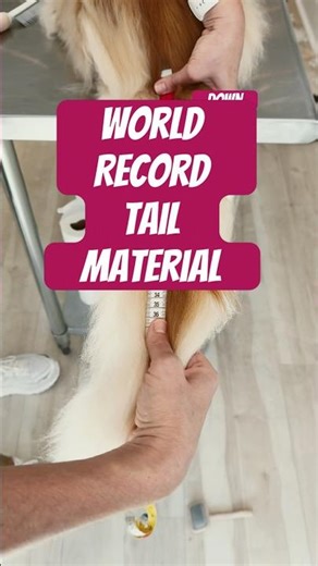 Call Guiness!!! He’s only a year old so he’s got it next year for sure! #catvideos #mainecooncat