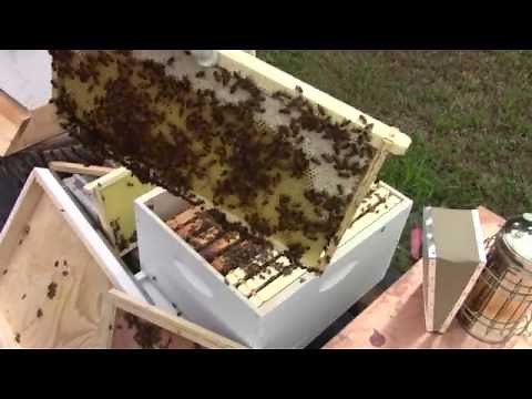 Adding a second brood box to the beehive