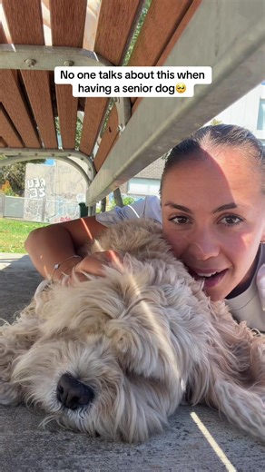 Understanding Senior Dog Challenges: Recall Training Tips