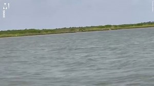Rare pink dolphin seen breaching river in sighting by fisherman