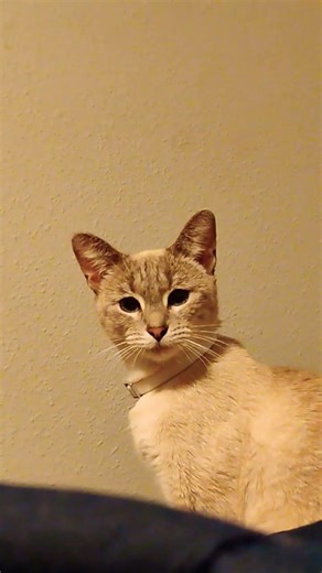 cookie stealing the spotlight again #viral @TizzyUS #tizzyUS