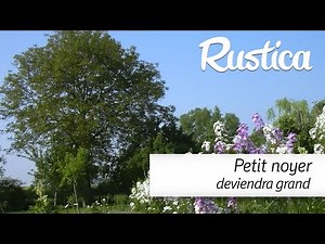 How to successfully move a young walnut tree in the garden