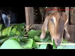 GOATS EAT BANANA LEAF