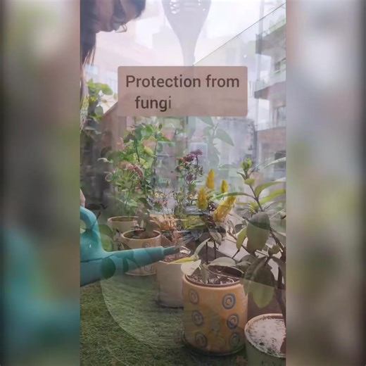 Say hello to the ultimate plant care package! 🌱✨ The Nutrition Protection Combo includes 4 powerful products designed to nourish, protect, and elevate your plant game. From roots to leaves, your plants will experience vibrant growth and strong protection with every use. ✅All in One Plant Food ✅For Leafy & Flowering Plants ✅Protection from Pests ✅Protection from Fungal Diseases | IFFCO Urban Gardens