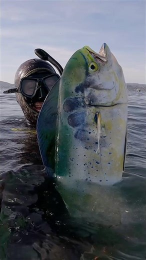 Magnifique mahi-mahi avec le harpon Phyton modifié en Roller Gun #chassesousmarine #spearfishing