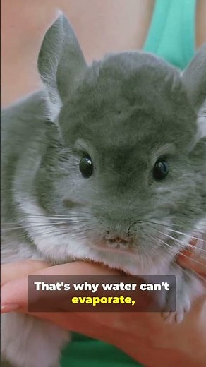 Amazing Chinchilla Facts