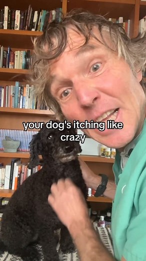 Dog itching like crazy? Use this fast acting, safe and effective OTC antihistamine! #dogallergies #dogitching #otc #homeremedies #veterinarysecrets | Daily Pet Tips