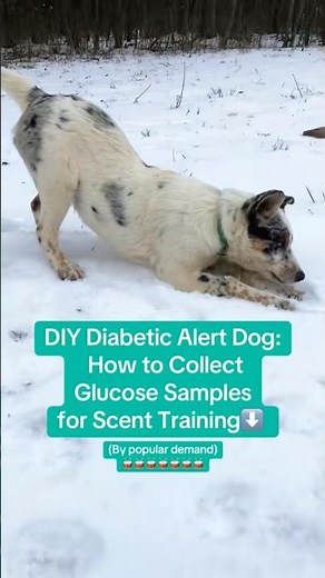 how to train a service dog for diabetes at home program #diabeticalertdog #t1d #t1dmom #servicedogs