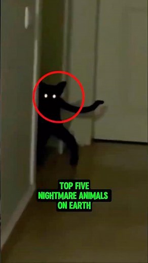 If you ever see these nightmare animals, get away immediately
