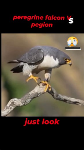 4.6K views · 55 reactions | Pegion VS Falcon_Amazing pigeon avoided the falcon's attack #falcon #pegionracing #pegionlover #peregrinefalcon | EcsLoft Cuenca | Facebook