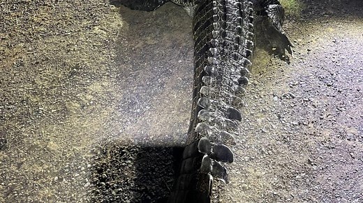 Krokodil in Australien beißt Mann und frisst Hund