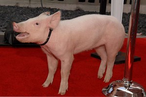 Definition and Examples of Active and Passive Voice in English Grammar