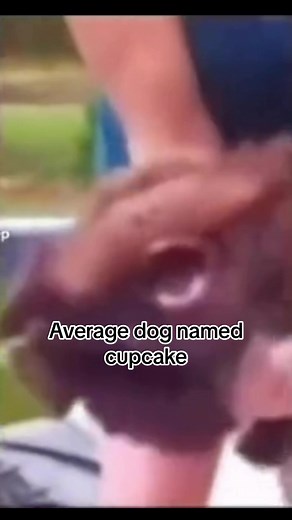 Dog Named Cupcake vs Dog Named Destroyer