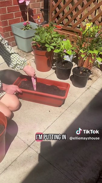 Easy Guide to Growing Carrots in Containers