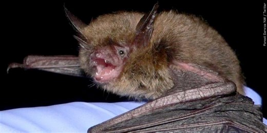 Health officials issue reminder how to protect yourself from bat bites, rabies
