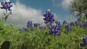 VERIFY: Yes, the video of rattlesnakes among bluebonnets is real, but not new | What you need to know