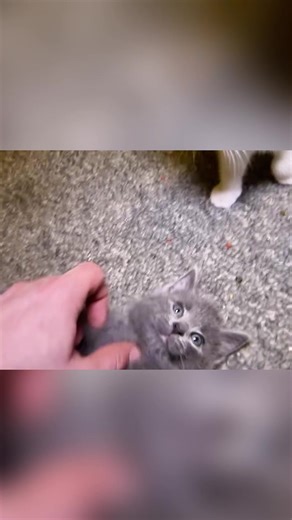 Hilarious Talking Kitty Cat Moments