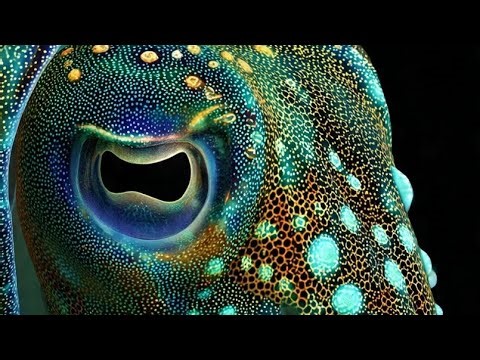 This Animal Solves a Problem Humans Still Can’t | Cuttlefish Intelligence Explained.