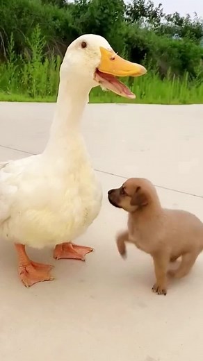 小太阳萌宠 on TikTok