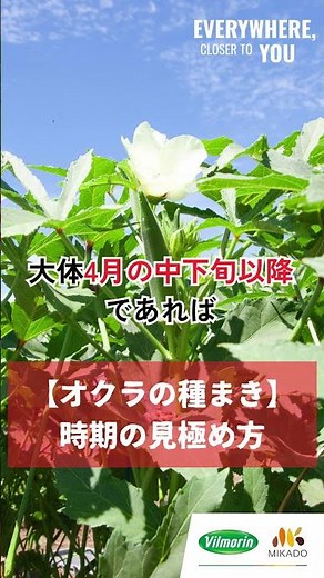 Tips for growing okra | How to determine the perfect sowing time to avoid failure? #VilmorinMikad...