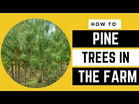 The PINE Tree REVOLUTION: A GAME changer for Our FARM | AFRICA FARMING (HOW TO ep 15)