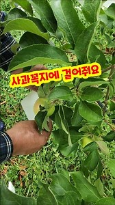 🍎 Dressing Up Apples! Why and How to Bag Them 🍏✨ #AppleBagging #BaggingWork #OrchardLife #Farmers...