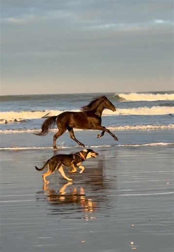 Unforgettable Horse Riding Holidays in Morocco