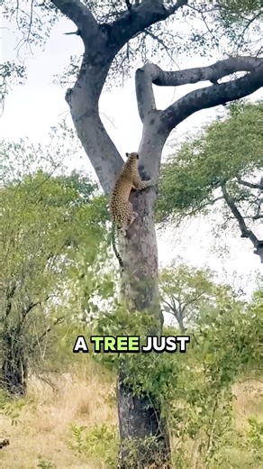 137K views · 1.2K reactions | #AnimalRescue #RescueAnimals #AnimalWelfare #PetRescue #SavingLives #AnimalLove #RescueStories #AnimalHeroes #WildlifeRescue #AnimalCare #AdoptDontShop #AnimalProtection #RescueMission #AnimalSavior #AnimalAdvocate #CompassionForAnimals #AnimalRescueVideo #PetCare #AnimalEmergency #HelpingAnimals | Animal Kingdom Stories | Facebook