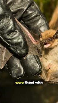 America's Secret Bat Bombs!