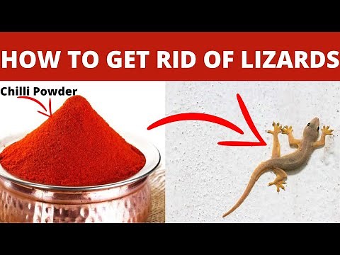 How to Get Rid of Lizards Without Killing Them with Home Remedies