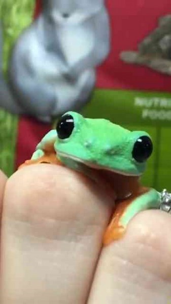 Baby Yoda, or Black Eyed Tree Frog?