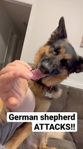 86K views · 2.2K reactions | German shepherd ATTACKS owner!! #germanshepherd #shorts | Cute Animals | Facebook