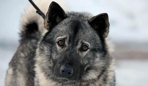 12  Reasons Why You Should NEVER Own Norwegian Elkhounds