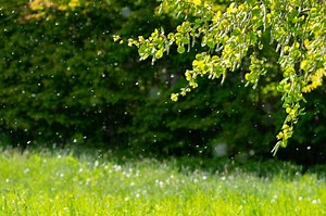 2026 Allergy Forecast: When will pollen be bad across the US?