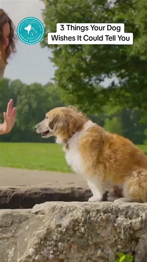 3 Important Things Your Dog Wishes You Knew